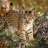 Petit lynx