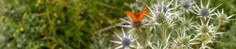 imagen con una mariposa posada entre la vegetación